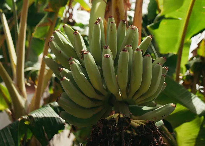 بيت شباب Destination إيريسييرا